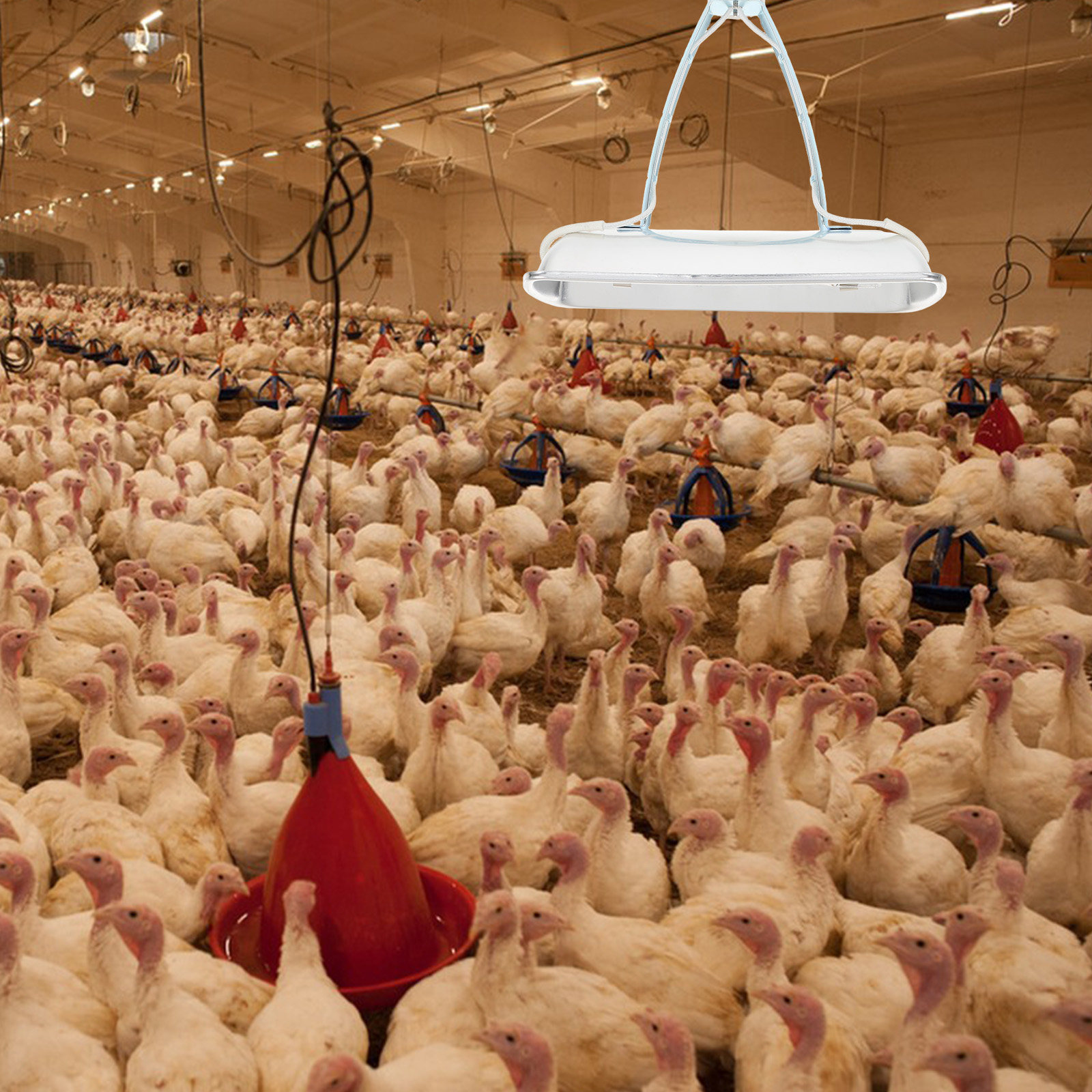 Pig Farm Preservation Lamp Chi - Farming & Agriculture Word Stacks ulasan dan harga
